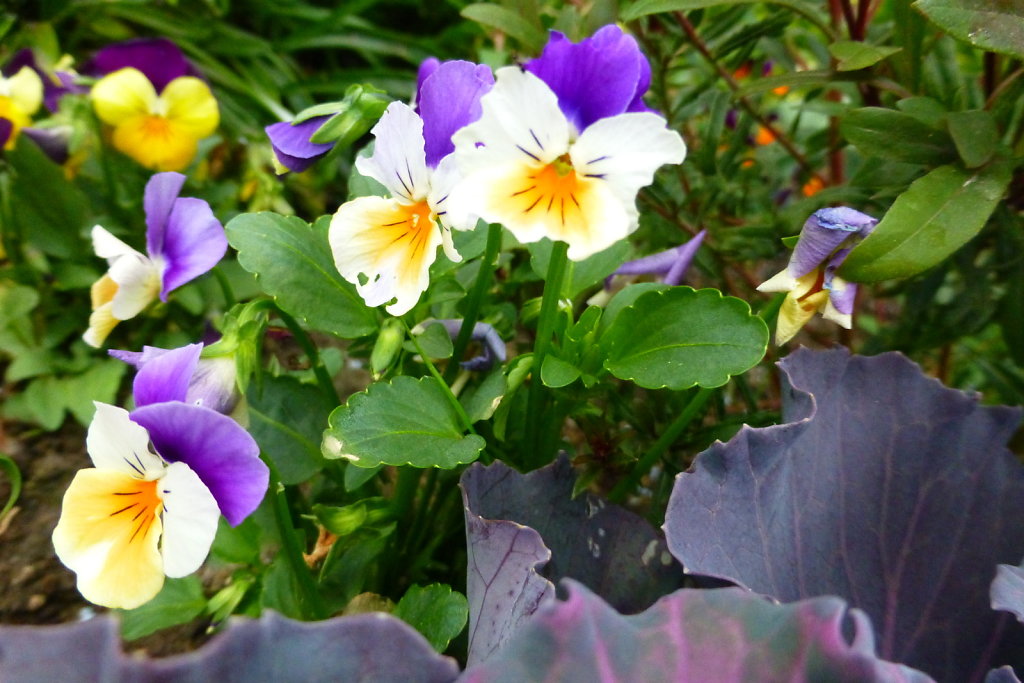 P1060456.JPG